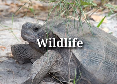wildlife