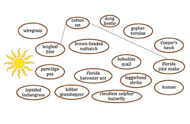 Student Worksheet IMG