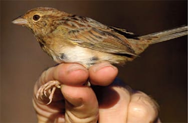 Bird On a Hand