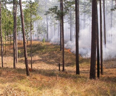 Prescribed Burning