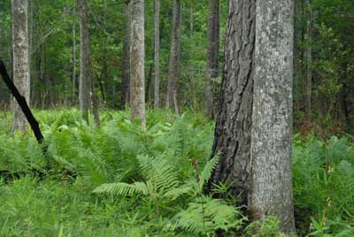 Forest Undergrowth