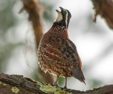 Bobwhite
