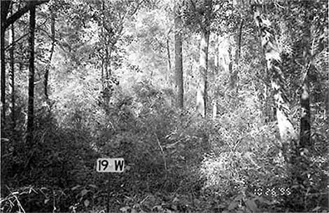 Old Photo of Forest Growth