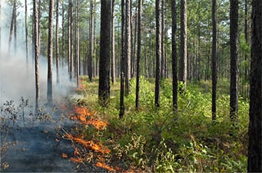 Prescribed Burning