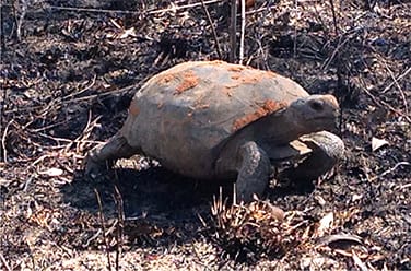 Gopher Tortoise