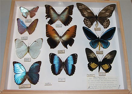 Butterflies