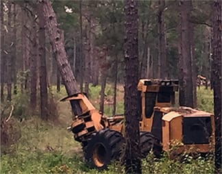 Forest Thinning