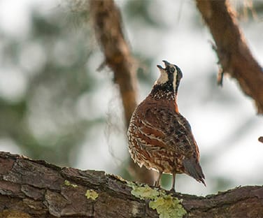 Game Bird