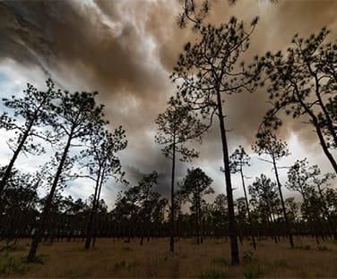 Wildland Fire Science
