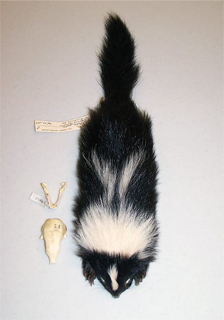 Skunk