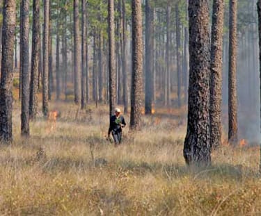 Prescribed Burning