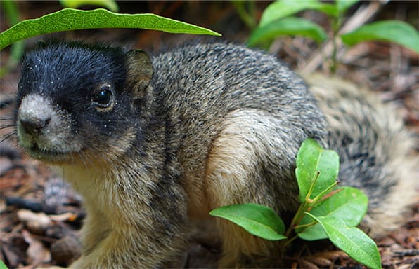 Squirrel