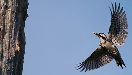 WoodPecker