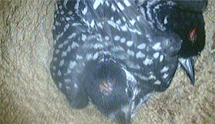 Woodpecker Hatchlings