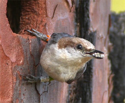 Brown-headed Nuthatch