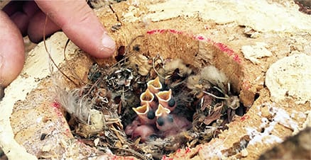 Brown-headed Nuthatch Hatchlings