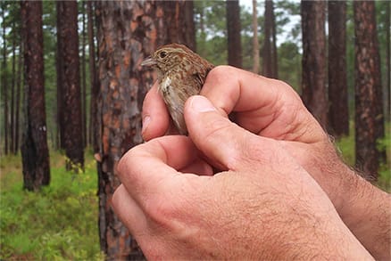 Bachman’s Sparrow