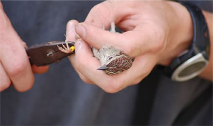 Tagging Sparrow