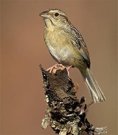 Sparrow