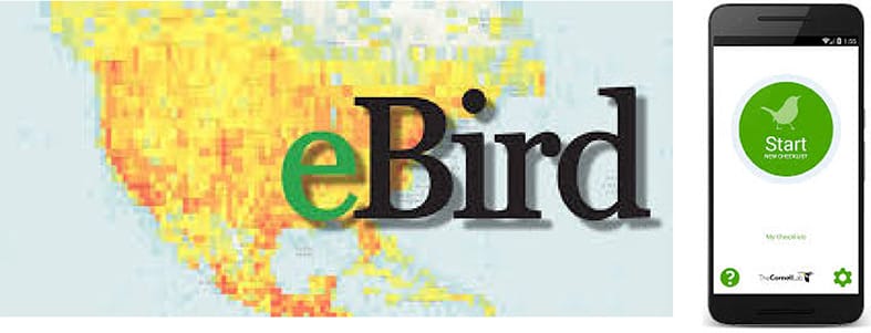 eBird IMG app