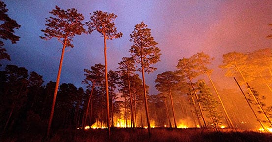 Prescribed Burning