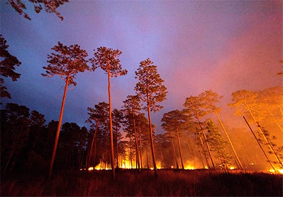 Prescribed Burning