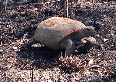 Gopher Tortoise