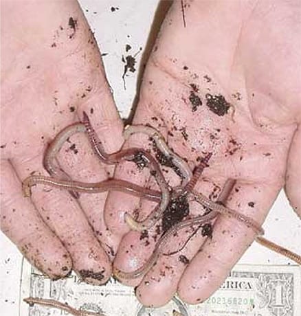 Earth Worms