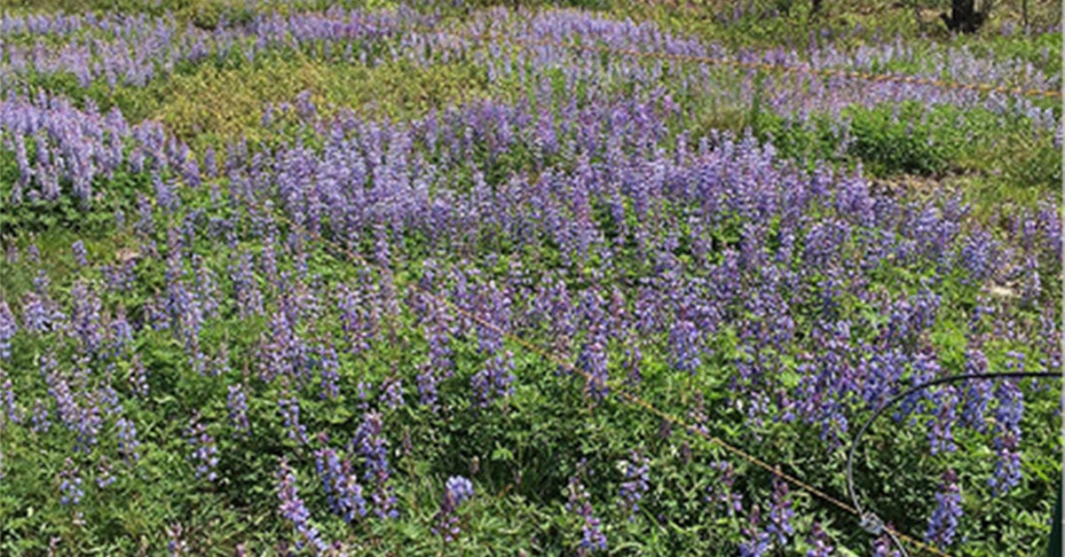 Prescribed Fire as a Butterfly Conservation Tool