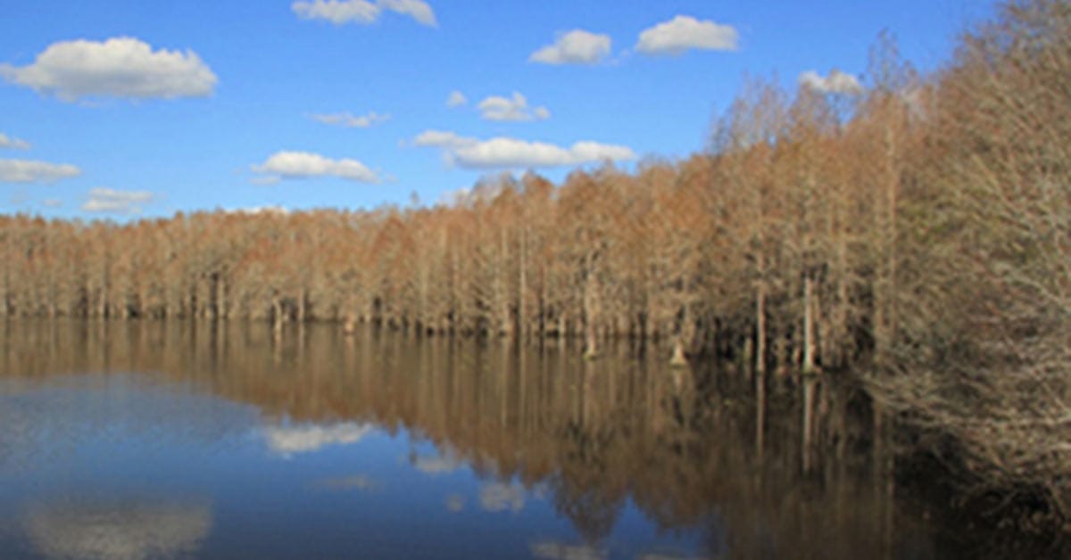 Old-growth Cypress Stand on Aucilla River Saved