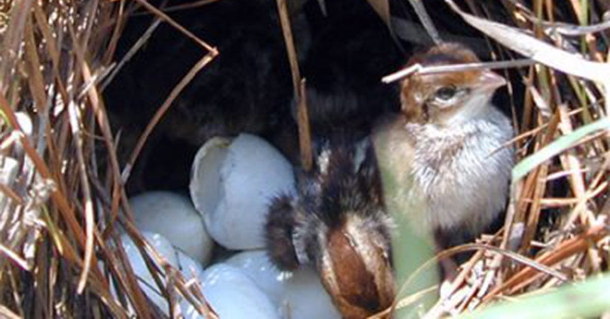 Chick survival and late quail hatch result in above average fall quail numbers