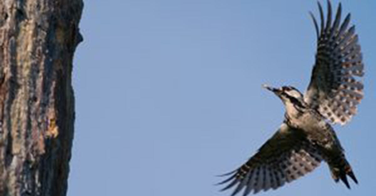 Red-cockaded Woodpeckers pass an important milestone