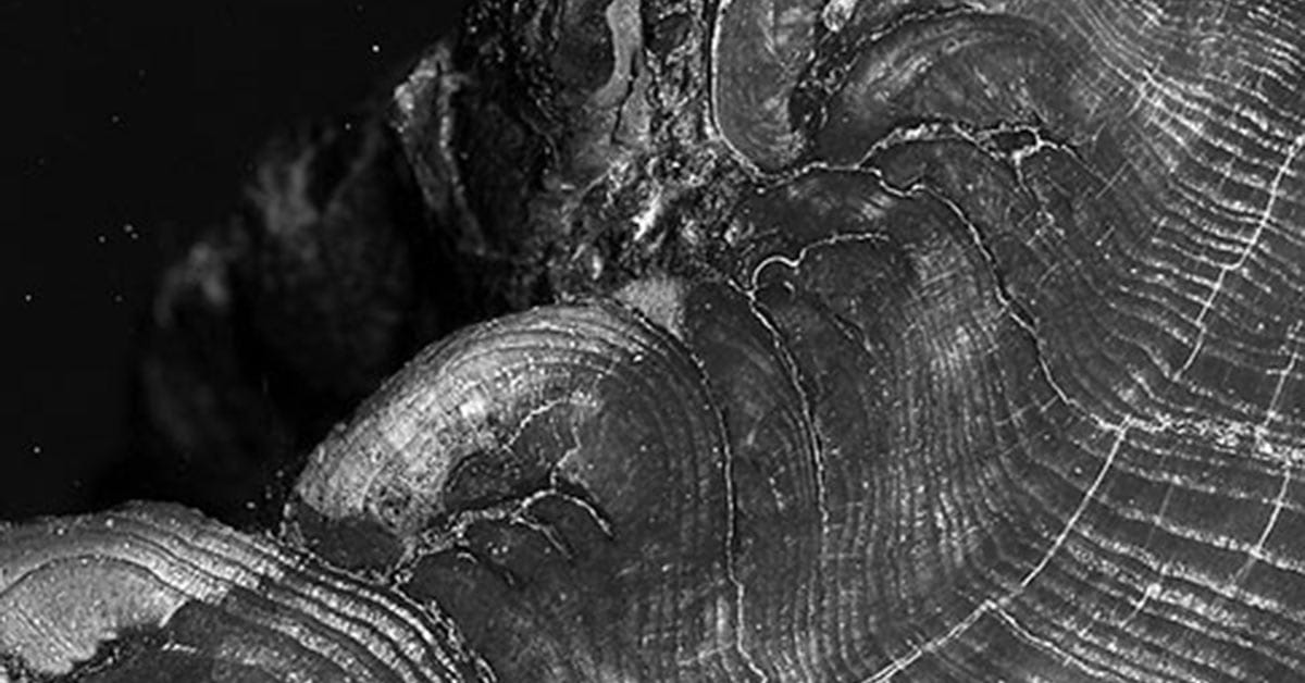 Tall Timbers Dendrochronology Lab