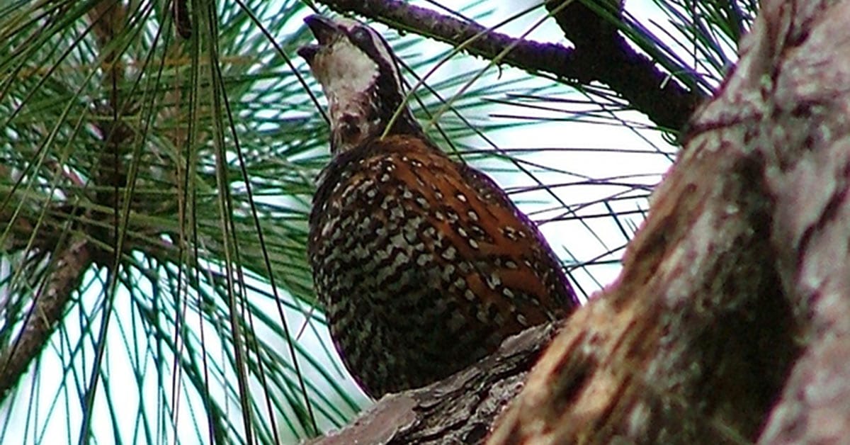 Yes, Early Bobwhite Calls Heard