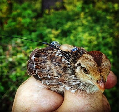 Bobwhite 