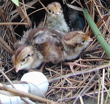 Bobwhite Hatchlings