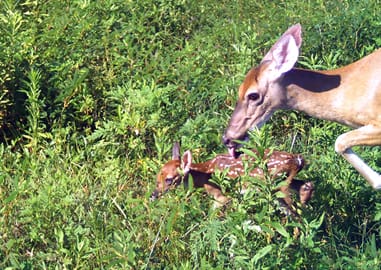 White-tailed Deer – Doe and Fawn
