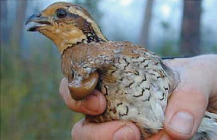 Bobwhite