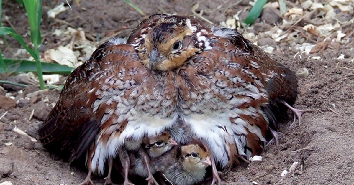 Wet June and July too much for Bobwhite Chicks