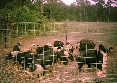 Feral Hogs Caught in Trap