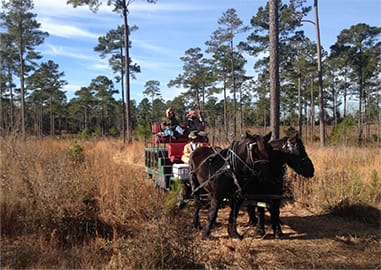 Horse Carriage
