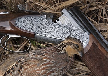 Quail Hunting