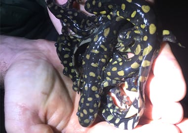 Tiger Salamanders