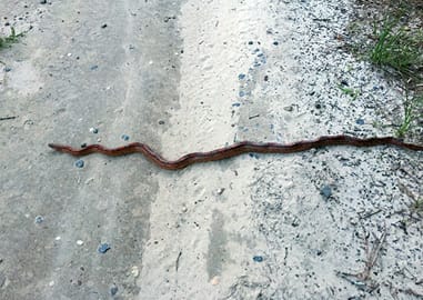 Corn Snake