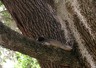 Sherman’s Fox Squirrel