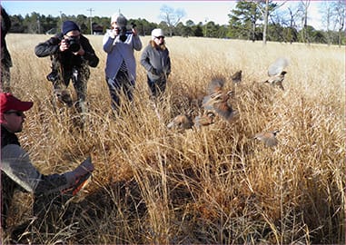 Translocated birds released in New Jersey 