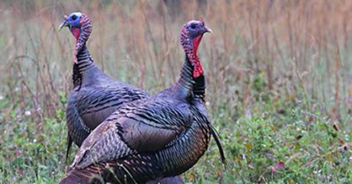 Fifty shades of spring: wild turkey ramblings