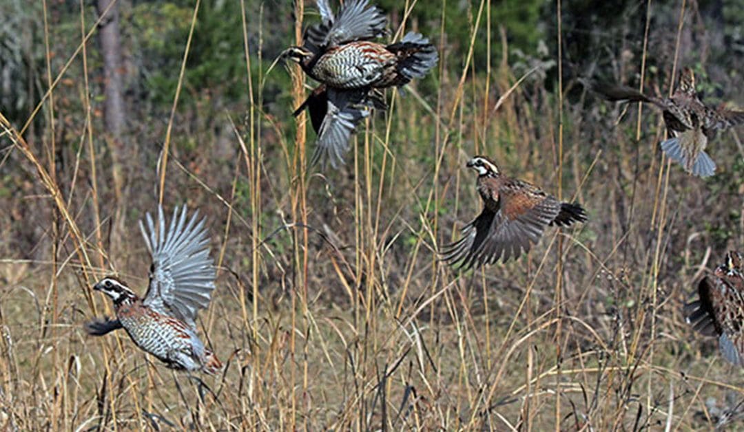 Quail Report: over-winter survival for bobwhites bodes well for early hatch