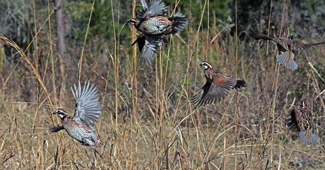 Quail Report: over-winter survival for bobwhites bodes well for early hatch