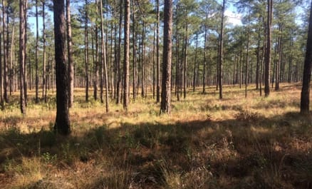 Tall Timbers Forest